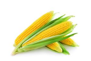 Corn Hentai